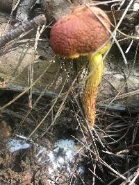 Aureoboletus betula image