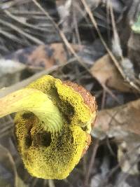 Aureoboletus betula image