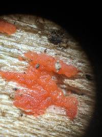 Tulasnella aurantiaca image