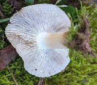 Inosperma lanatodiscum image