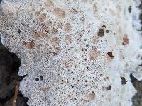 Irpex latemarginatus image