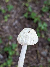 Agrocybe retigera image