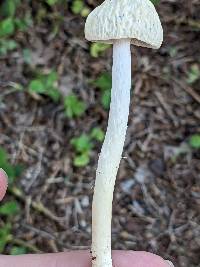 Agrocybe retigera image