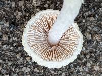 Agrocybe retigera image