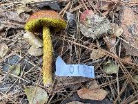 Aureoboletus betula image