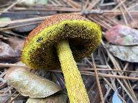 Aureoboletus betula image