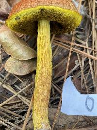 Aureoboletus betula image