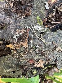 Cordyceps tenuipes image