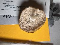 Oudemansiella incognita image