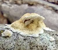 Steccherinum bourdotii image