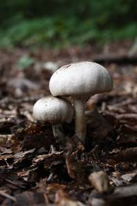Agaricus leptocaulis image