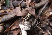 Agaricus leptocaulis image