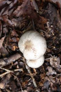 Agaricus leptocaulis image
