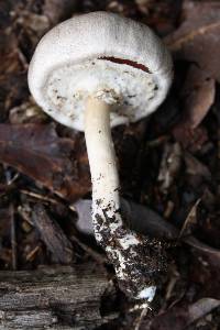 Agaricus leptocaulis image