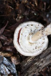 Agaricus leptocaulis image