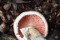 Agaricus leptocaulis image