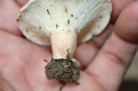 Lactifluus allardii image