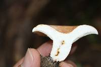Lactifluus allardii image