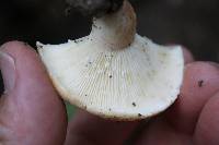 Lactifluus allardii image