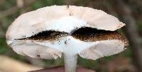 Pluteus hongoi image