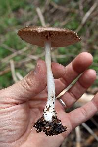 Pluteus hongoi image