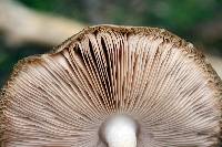 Pluteus hongoi image