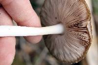 Pluteus hongoi image