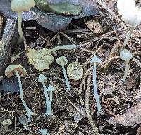 Entoloma stylophorum image