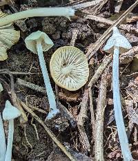 Entoloma stylophorum image