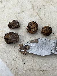 Tuber brennemanii image