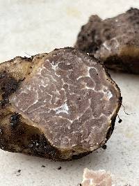 Tuber brennemanii image