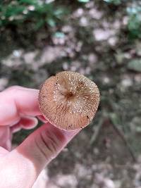 Oudemansiella limonispora image