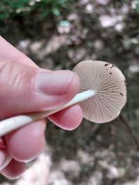 Oudemansiella limonispora image