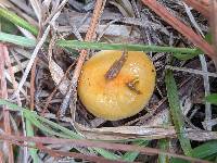Hygrophorus siccipes image