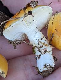 Hygrophorus siccipes image