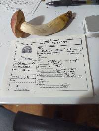 Harrya chromipes image