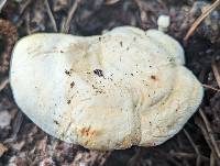 Hydnum alboaurantiacum image