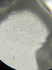 Harpographium fasciculatum image
