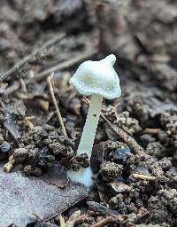 Entoloma stylophorum image