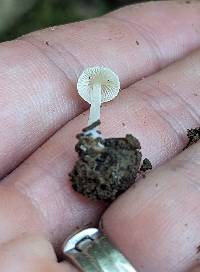 Entoloma stylophorum image