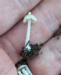 Entoloma stylophorum image