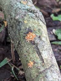 Hypocreopsis macrostoma image
