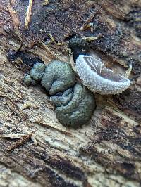 Trichoderma gelatinosum image