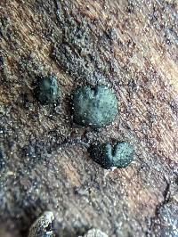 Trichoderma gelatinosum image