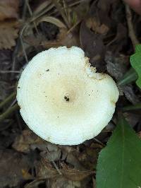 Lactarius yazooensis image