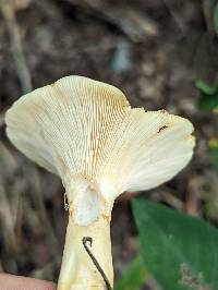 Lactarius yazooensis image