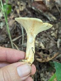 Lactarius yazooensis image