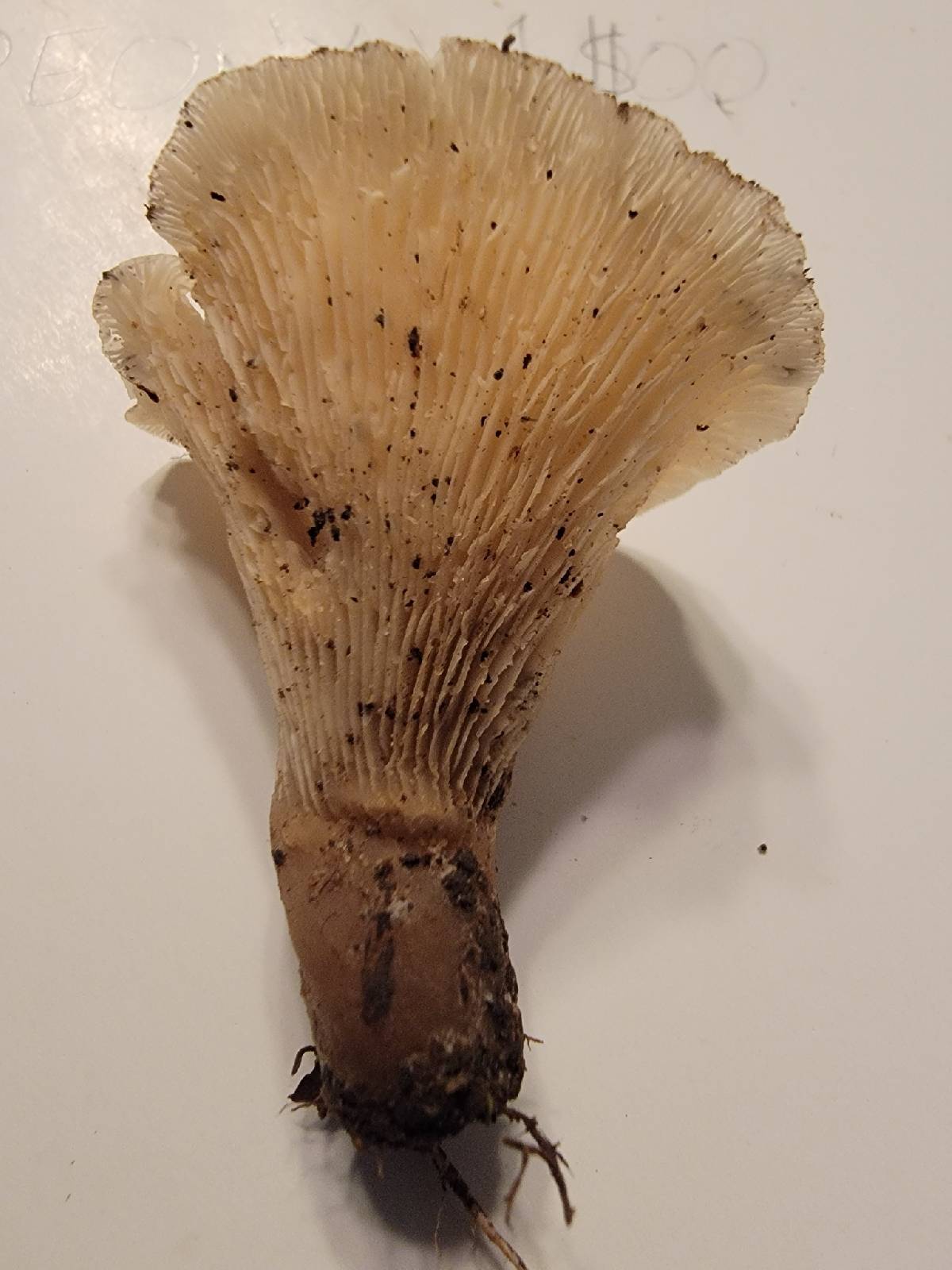 Hohenbuehelia thornii image