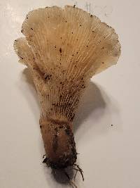 Hohenbuehelia thornii image