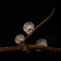 Marasmiellus subnigricans image